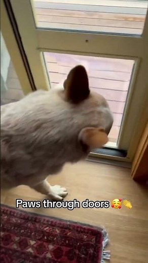 Pets using the Patio Pet Door like pros! 🐾