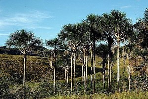Mauritia flexuosa - Alchetron, The Free Social Encyclopedia