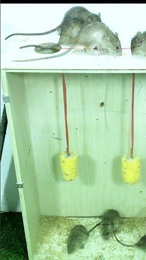 Creative mouse trap idea using household items #mousetrap #diy #rat 7
