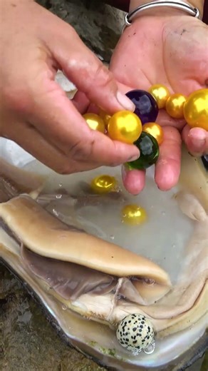 I have found the pearl clam that has been hidden for many years again