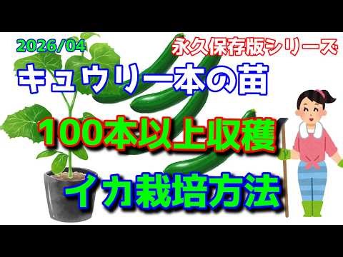 [Cucumber] Harvest over 100 cucumbers from a single seedling: Squid cultivation method - A must-h...
