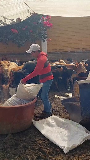 Cattle Feeding Techniques: Managing Livestock Health
