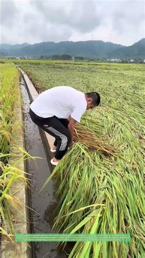 Relever les épis : Comment le manche d'une faucille redresse le riz couché par la tempête