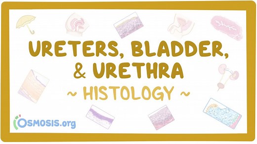 Ureter, bladder and urethra histology: Video, Causes, & Meaning | Osmosis