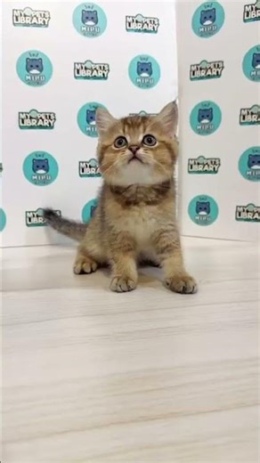 MC British Shorthair Kitten (Female)