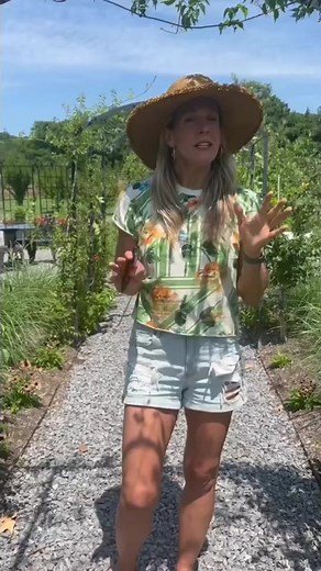 Growing Berries on an Arch Trellis