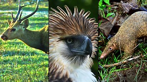 Help save the Philippines' endangered animals before they go extinct