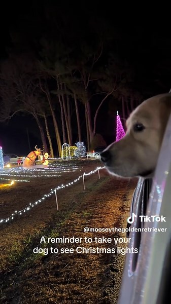 Christmas Lights Adventures with Your Golden Retriever