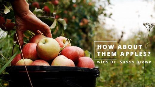Ask an apple expert with Dr. Susan Brown - Alumni, parents, and friends | Cornell University