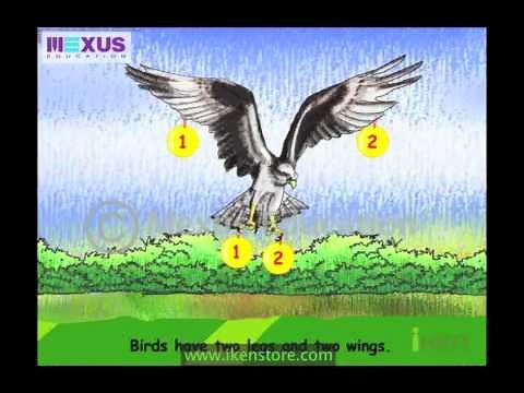 How Do Animals Move?