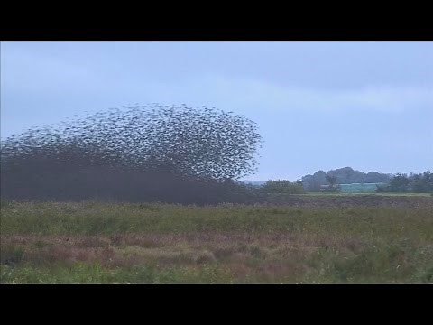 Black Sun spectacle as thousands of birds migrate for winter