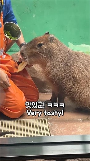 Places where you can see capybaras