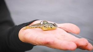 Living (and often, hiding) in every fresh- and saltwater fishery are little bottom dwelling baitfish—gobies, sculpin, darters, bullheads, mudminnows—that provide predatory sustenance. Sure, smallmouth bass relish gobies and eat them like candy. But so do largemouths, brown trout, walleye . . . You name the gamefish; they all snack on pudgy little minnows that live and lie camouflaged near bottom. Chuck a Z-Man Gobius structure swimbait—gumdrop soft and yet radically resilient—and you’ll soon set