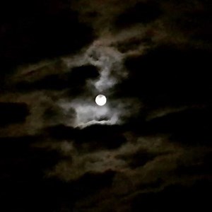 Listening to the frogs howling at the moon. -#saltspring | Salt Spring Exchange