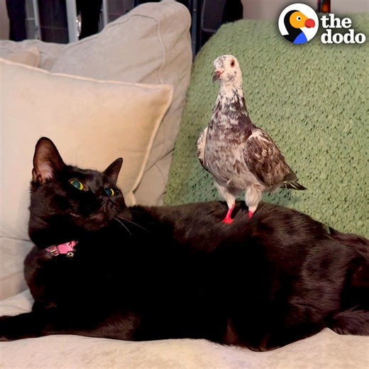 Rescue pigeon ends up bonding with her cat sisters — she loves to give them massages and take naps together! 😻 We talked to Franklin's mom about raising a NYC rescue pigeon in her apartment Keep up with Native New Yorkers: A Pigeon Documentary on Instagram: thedo.do/nativenewyorkerfilm | The Dodo