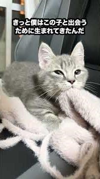 いつも見てくれるみんなもあずきと出会ってくれてありがとうだニャ🐈