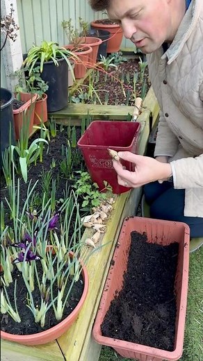 Planting Freesia