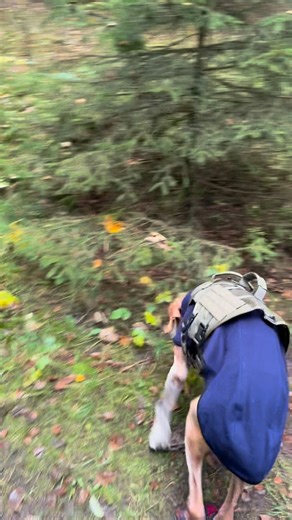 Kamikaze Pluto … Insane in the Brain 🤣 | Pluto & Junior