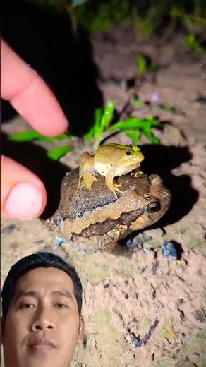 CATCHING FROG #funny #nature #animals #cute #frogcore