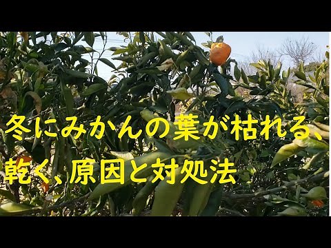 冬にみかんの葉が枯れたり乾く原因と対処法
