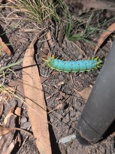 Exploring the Mystery Machine in Nature