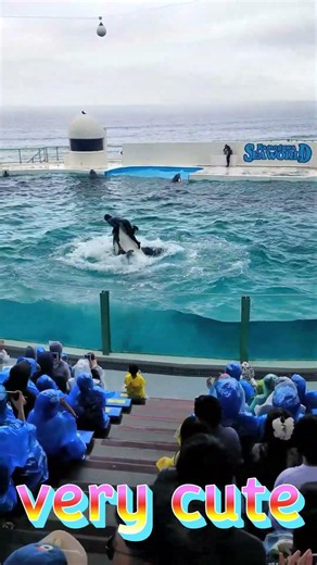 ララちゃんのハグ回転かわいすぎ～ #Shorts #鴨川シーワールド #鴨シー #kamogawaseaworld #killerwhale #orca