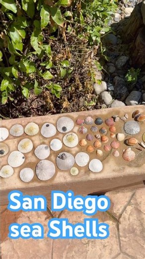 San Diego Sea Shells