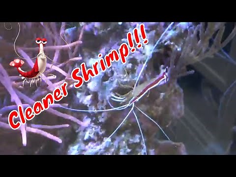 Cleaner Shrimp Care Guide