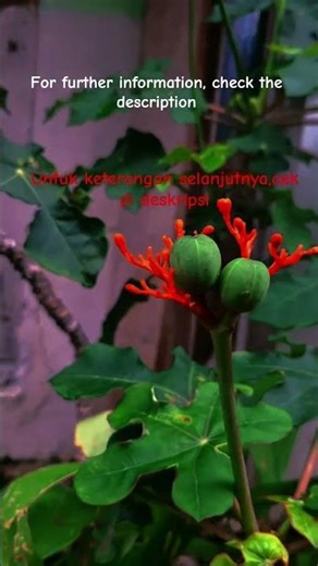 Jarak bali#Jarak Batang Gajah#j atropha podagrica#Buddha Belly Plant# Gout Plant.