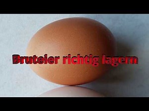 So lagert man Bruteier richtig | Hühnerhaltung Tutorial
