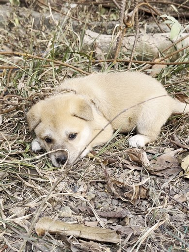 Rescued Puppy from Neglect in the Woods