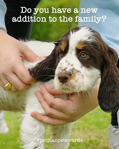 38K views · 113 reactions | Have you had a new addition to the family over the last 12 months that you couldn’t picture life without now? Make sure to nominate them for the Newcomer Pet of the Year award in the #PetplanPetAwards   bit.ly/PetplanPetAwards2021 Good luck! T&C's apply. Nominations close 6th August. | Petplan UK | Facebook