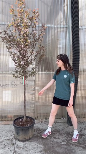 Get a jump on growth with the NEW jumbo size of our best-selling Royal Raindrops® Crabapple Tree. This 7-10 ft variety has a healthy, well-developed root system and more mature branching for stunning blooms the first year you plant it. #fastgrowingtrees #cherryblossom #crabappletree #plantnursery #gardenideas #floweringtrees #landscapingideas #landscaping #landscapinglife #floweringtrees | Fast Growing Trees
