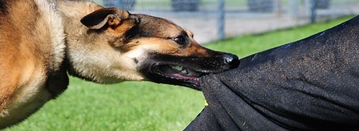 How To Survive a Dog Attack