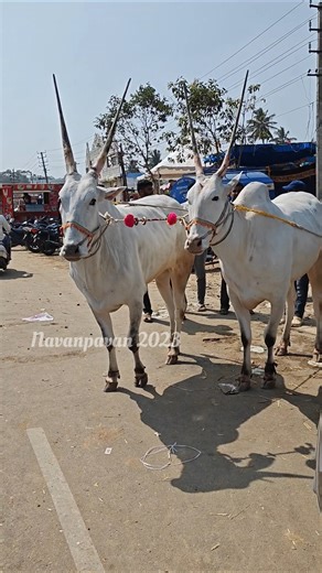 Top Quality Hallikar Bulls in Ayyangudi Jatre Kengal #karnatakabulls #hallikarbulls #viral #trending