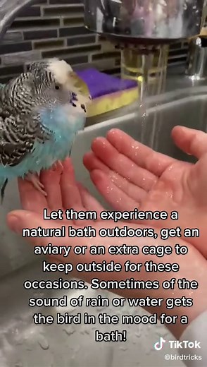 A bath a day keeps the vet away 😄 #birdbath #parakeet #ReTokforNature #playtime #birdtricks