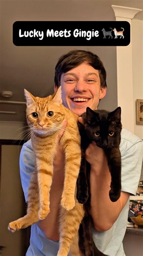 Lucky’s First Day With Gingie 🐈‍⬛🧡 (Unexpected Reaction!) 🐈