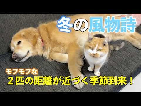 恒例行事！姉猫と弟犬の距離が近づく日！