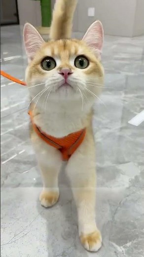 Secure Cat Harness Tutorial Keep Your Kitty Safe Outside! #CatHarness #PetSafety #CatCare