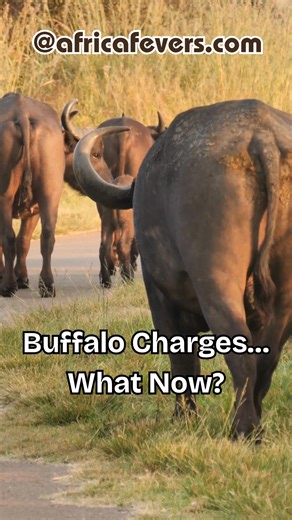 89 reactions | Buffalo charges… what now? ✔ Reading agitation signs in a buffalo ✔ Calm responses that de-escalate ✔ When to back out and how Straight, practical guidance for the situations you’d rather avoid. 怜吝 Open the field response guide in the first comment and save it offline. #CapeBuffalo #WildlifeSafety #Bushcraft #CampingAfrica #PredatorAwareness #AfricaFevers | AdventurousAfrica | Facebook