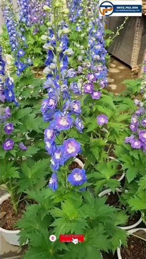 Larkspur Flower Tree | Pham Thuong Ornamental Plants #caycanhphamthuong #cayhoaphiyen #flowers