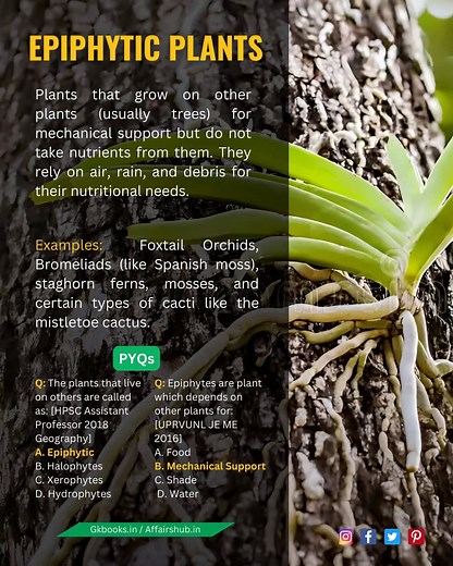 ✅ 𝗘𝘅𝗽𝗹𝗼𝗿𝗶𝗻𝗴 𝗘𝗽𝗶𝗽𝗵𝘆𝘁𝗶𝗰 𝗣𝗹𝗮𝗻𝘁𝘀 𝗮𝗻𝗱 𝗣𝗬𝗤𝘀 🌿 🔰 Did you know? Epiphytic plants grow on other plants for mechanical support without harming them. They rely on air, rain, and debris for nutrients. Test your knowledge with these Previous Year Questions (PYQs) from competitive exams like HPSC and UPRVUNL. Boost your General Science prep with GKBooks! 📚✨ #EpiphyticPlants #Botany #GeneralScience #CompetitiveExams #PlantBiology #NatureFacts | InfoPic Notes