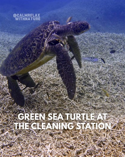 Cleaner fish at work, turtle at ease 🌊🐢 Beneath the deep blue ocean, a green sea turtle hovers calmly at a cleaning station, inviting colorful cleaner fish to gently nibble away algae and tiny parasites. This peaceful moment is a perfect example of nature’s teamwork, where both turtle and cleaner find harmony and balance in the underwater world. #calmrelaxwithnature #greenseaturtle #fish #cleaner #underwaterworld #reels | Calm Relax with Nature