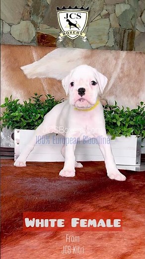 Gorgeous!!!! JCS White Female Boxer Puppy with fawn markings. Available to Reserve Now!!