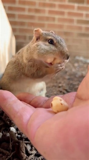 Squishy wanted to wish a Happy Birthday to Yury #cute #cuteanimals #chipmunks #squeegee #squishy #shorts | Chipmunks Life