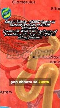 JGA: Kidney’s BP & GFR controller! Renin power explained | Class 11 NCERT #BioByPriti#ncert #neet