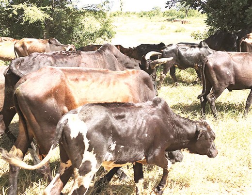 Malawi's Livestock Census Highlights Regional Disparities – Impacts for Business Growth - Business Malawi