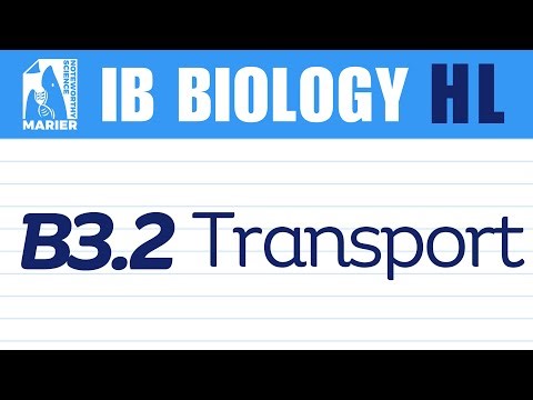 B3.2 Transport – Interactive Lesson | IB Biology HL