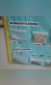 TYPES OF SEED MODEL | TYPES OF SEED FOR SCIENCE EXHIBITION | BIOLOGY MODELS | BIOLOGY PROJECTS