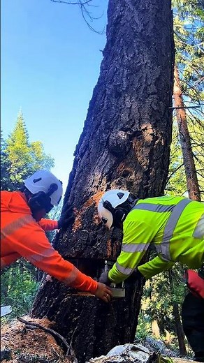 control the collapse of the tree using a jack #chainsaw #treecutting #logging #wood